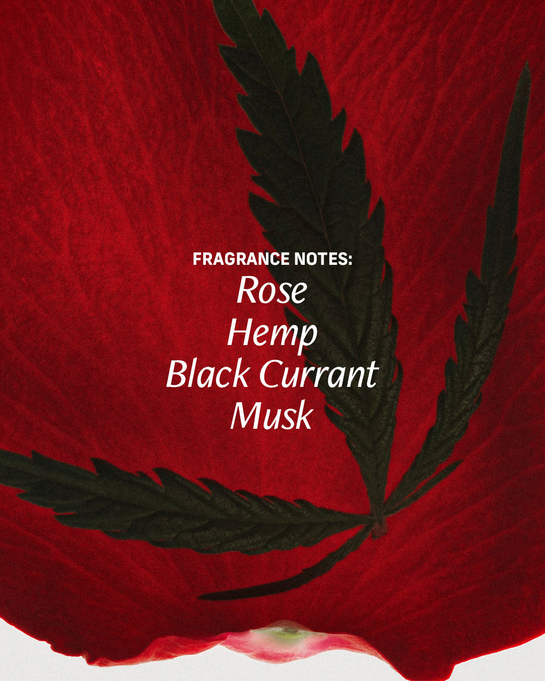 Rose Bud - Perfume Oil