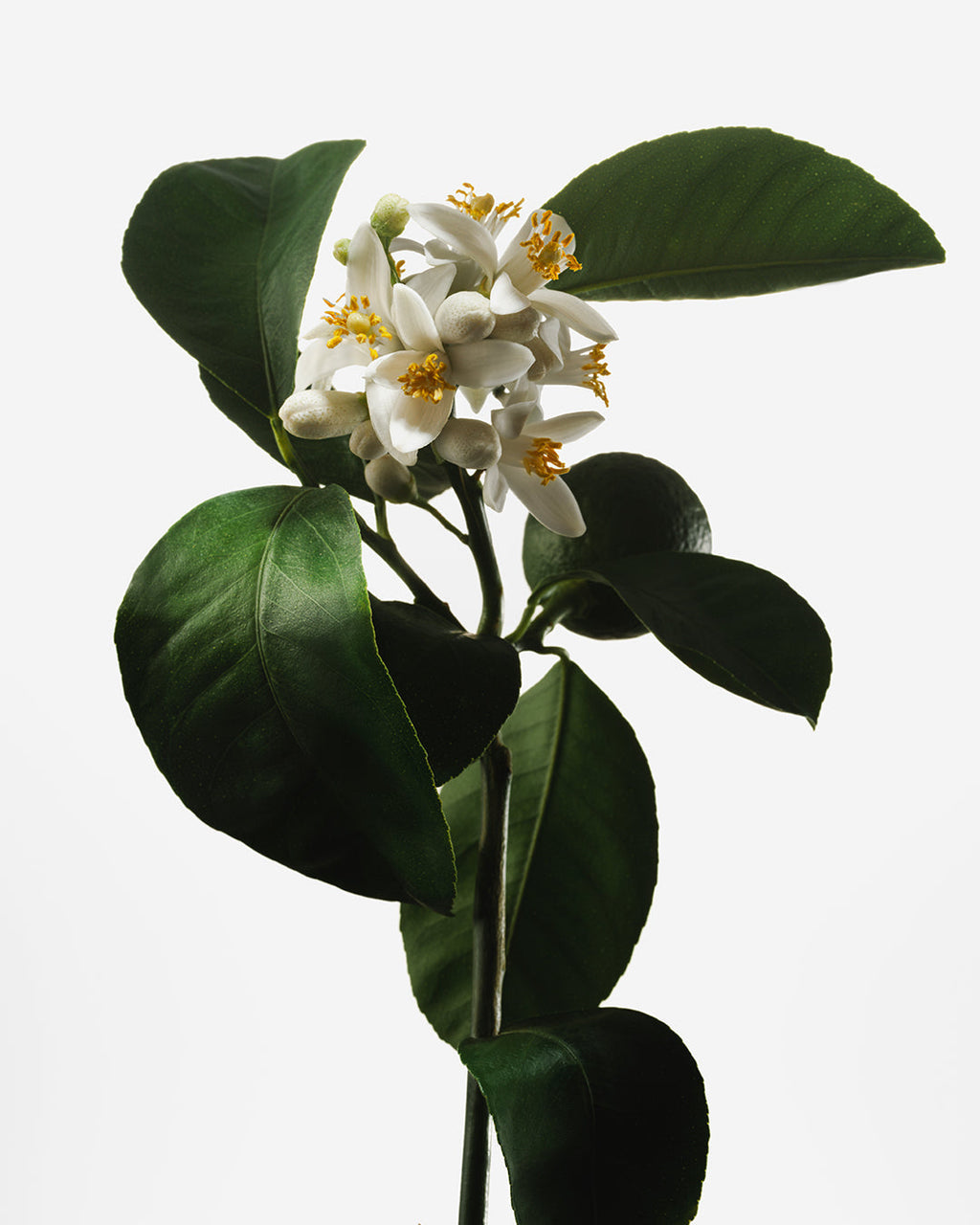 Naked Neroli - Nutrient-Rich Body Cream
